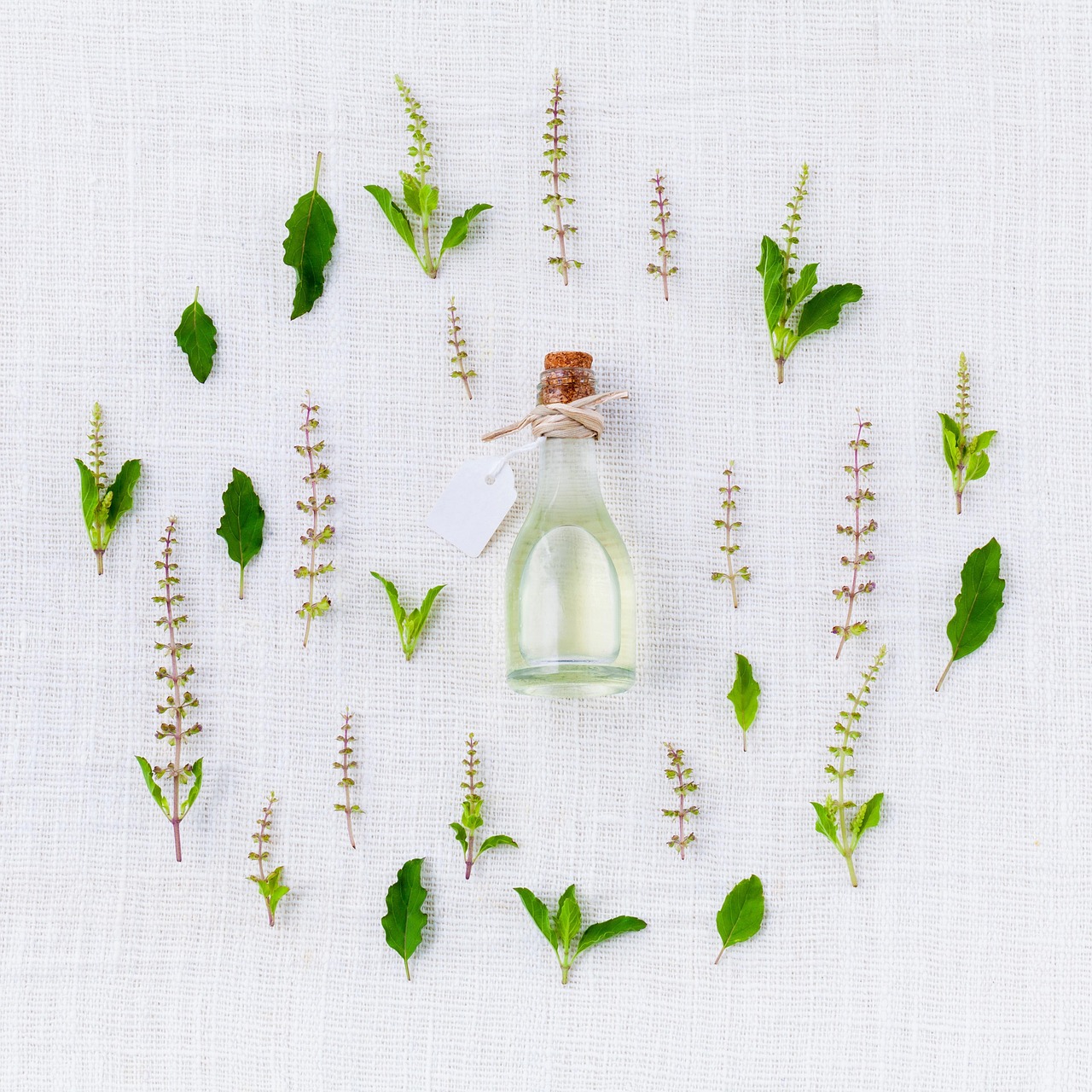 Case Study: A Small Grower's Lemon Verbena Harvest and Distillation