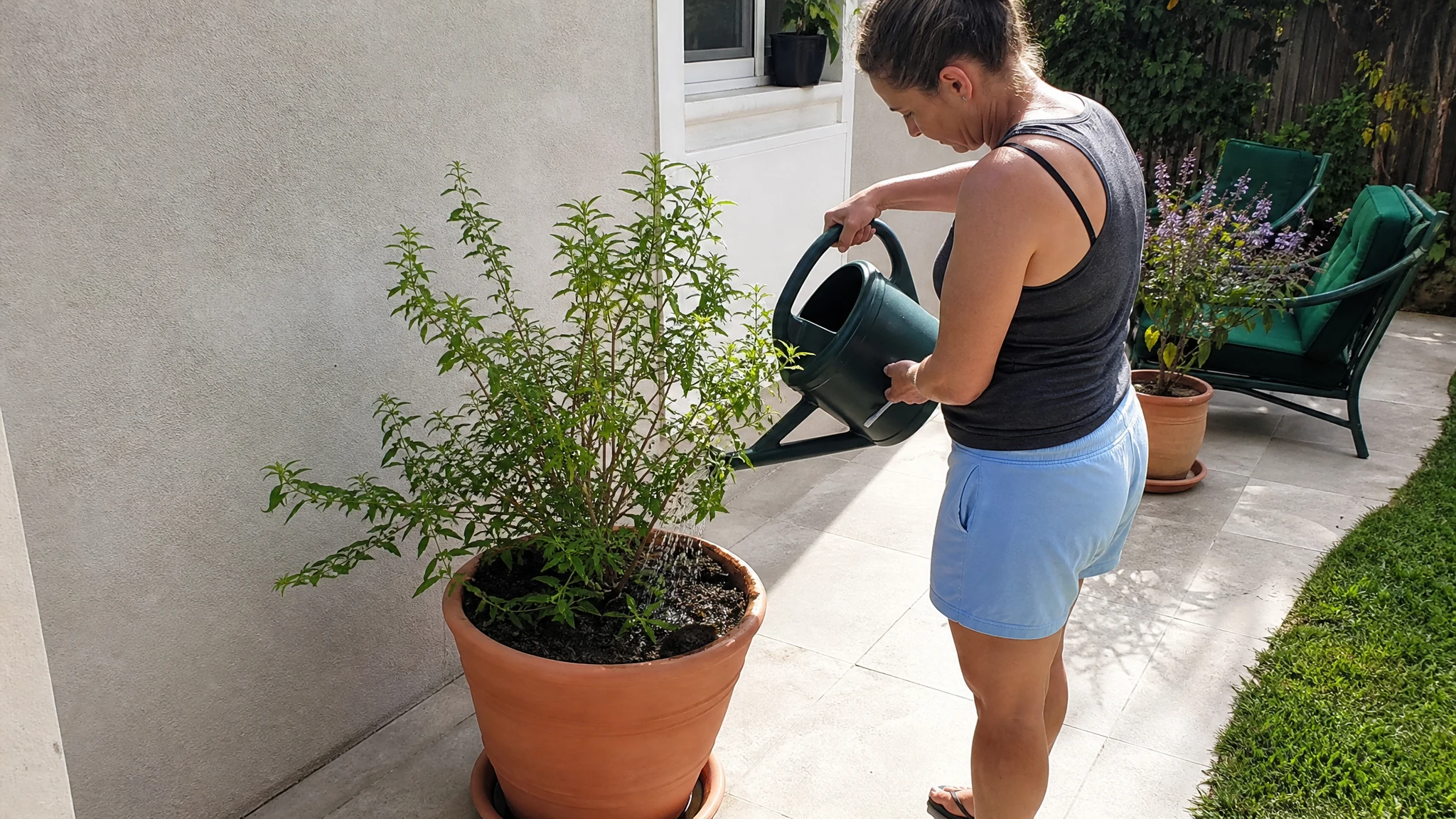 How to Grow Lemon Verbena: Winter, Pruning, Harvest