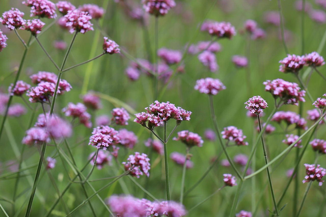 Lemon Verbena in European Perfumery: A Short History