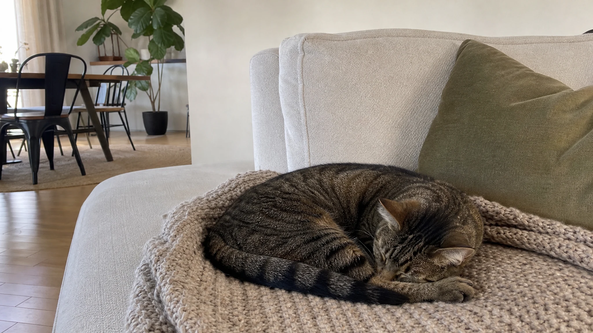 Lemon Verbena Oil Around Cats and Dogs: What Sources Say
