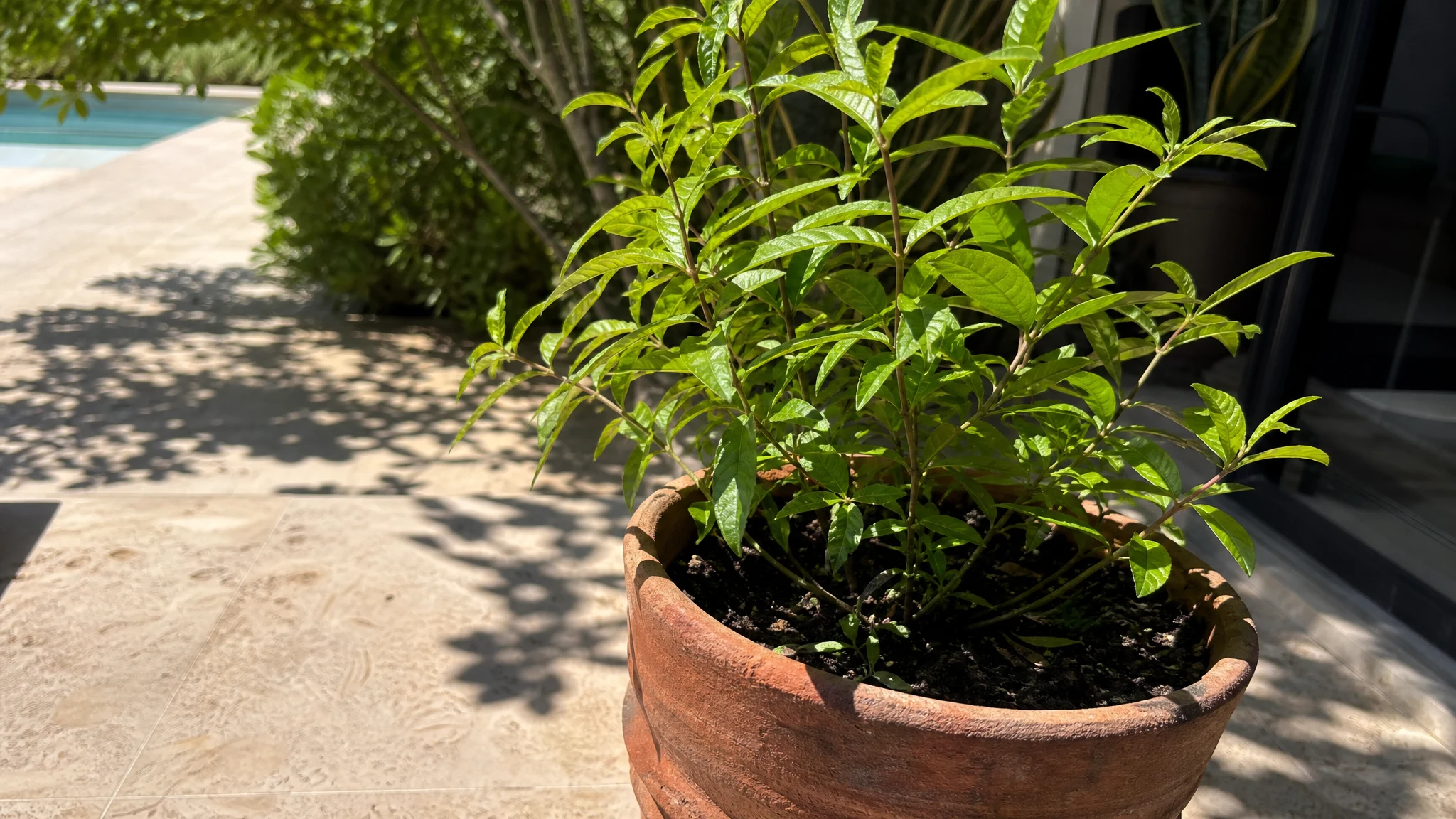 Where Lemon Verbena Oil Comes From, and Why It Matters