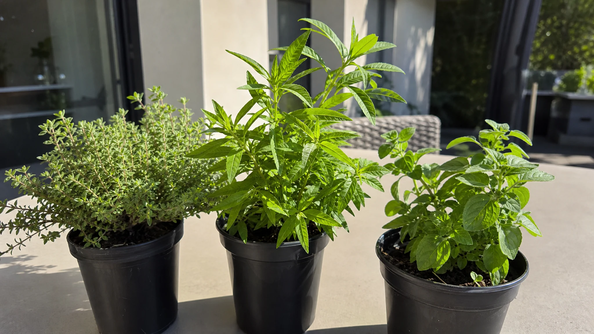 Organic vs Conventional Lemon Verbena Oil: What a Label Shows